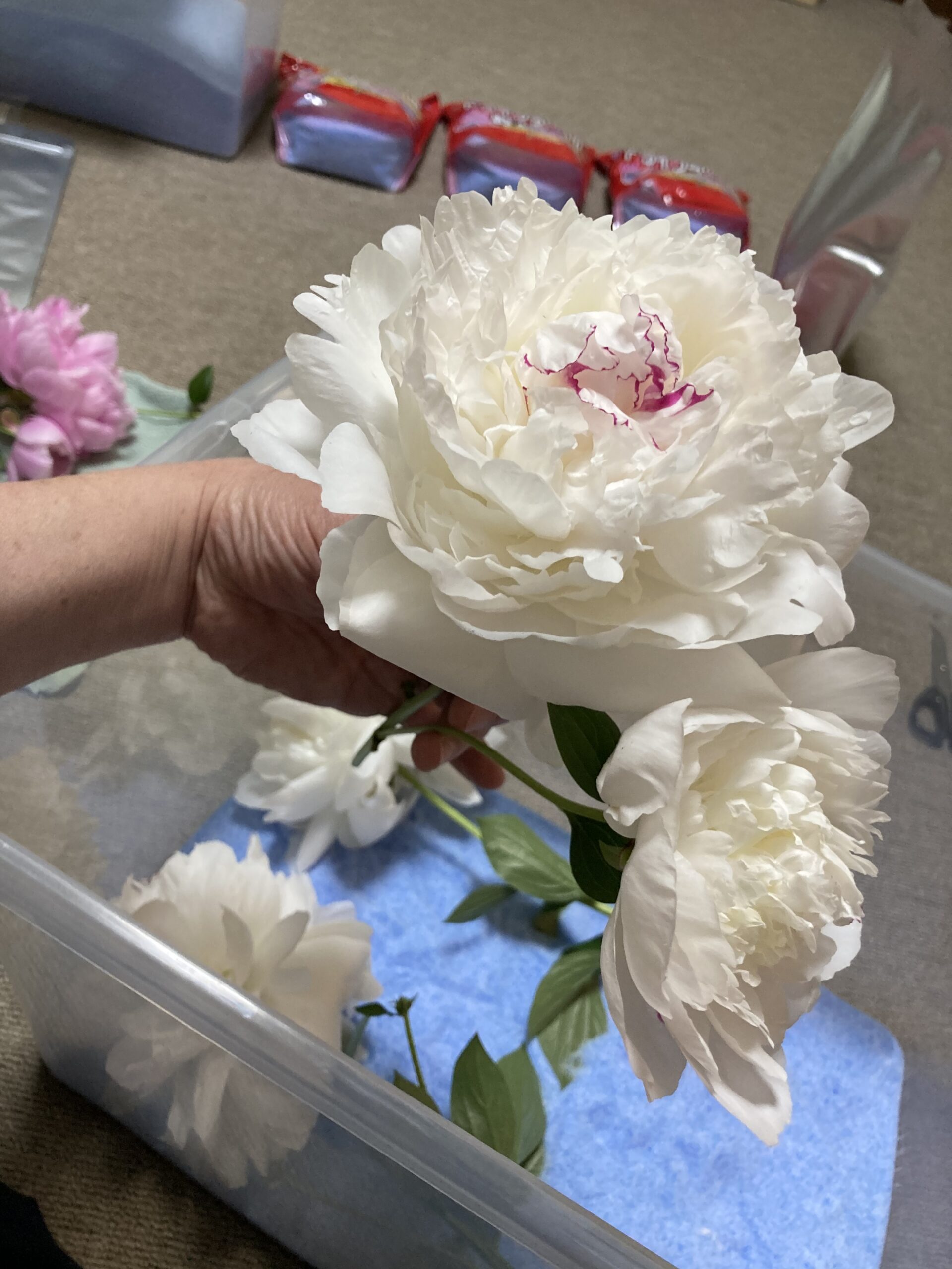シャクヤクの花をシリカゲルを敷き詰めた密閉ケースに入れる写真
