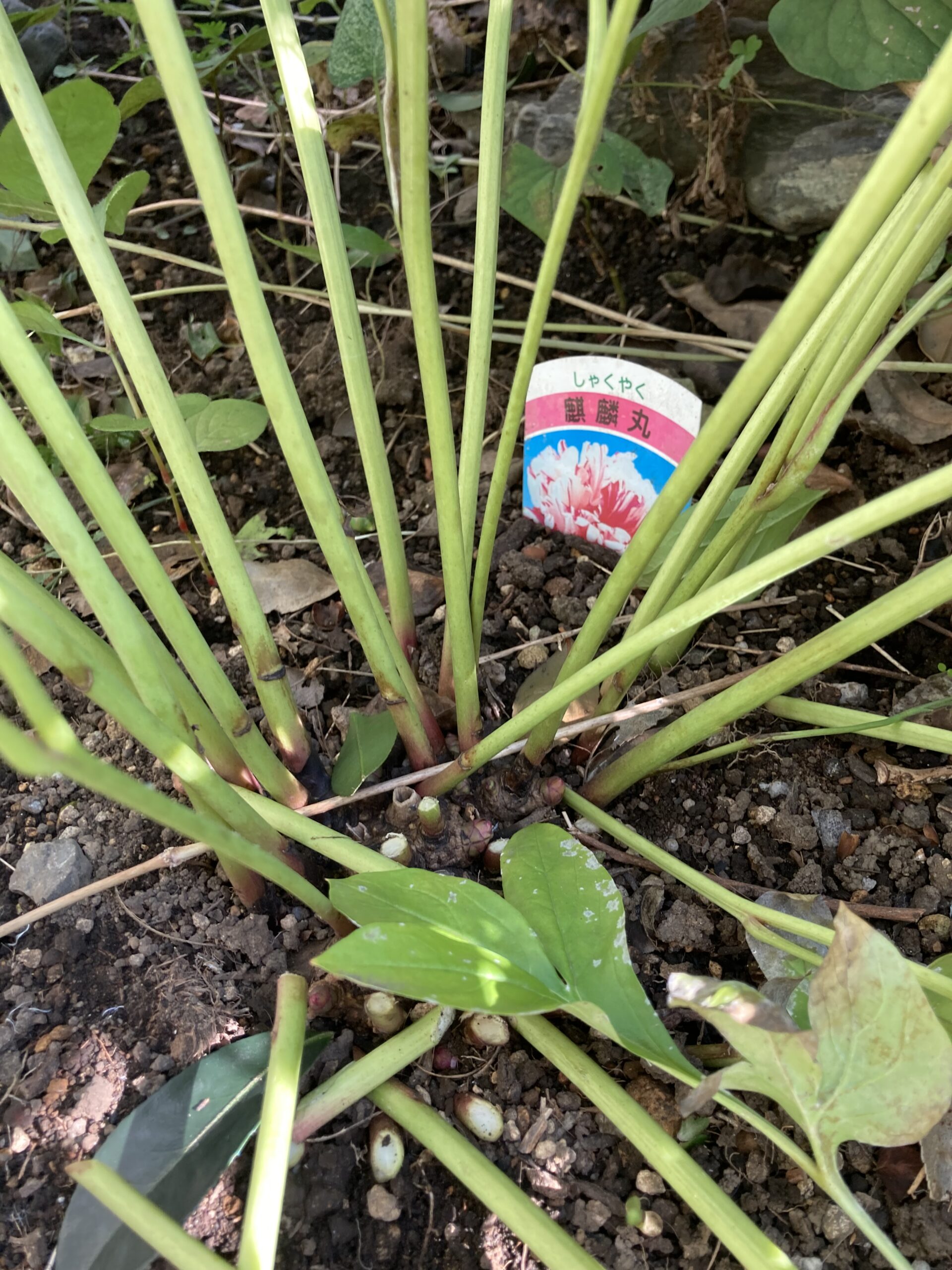 麒麟丸の茎を剪定ばさみで地表からギリギリのところで切っていく