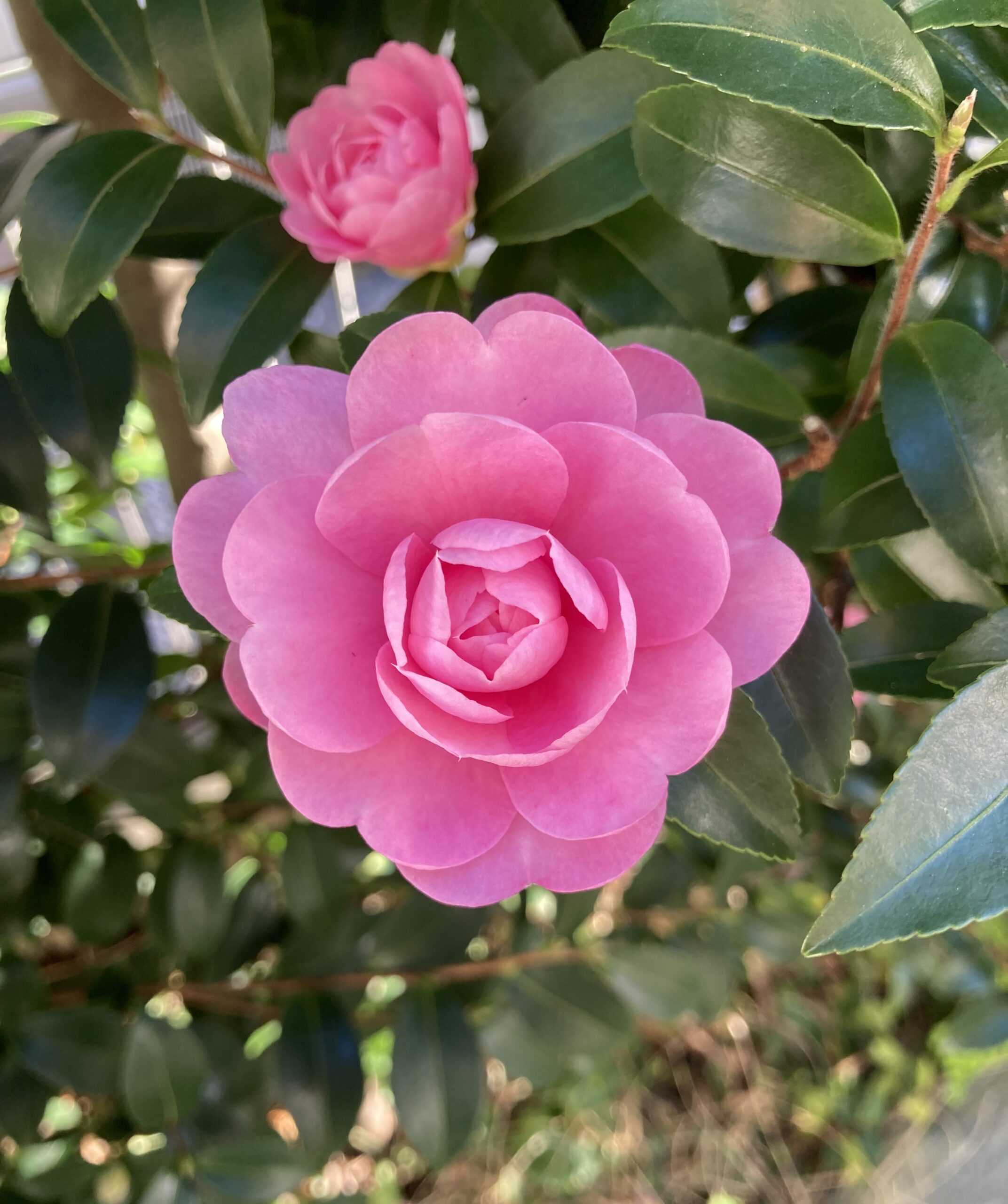 サザンカ「乙女」の開花の様子①